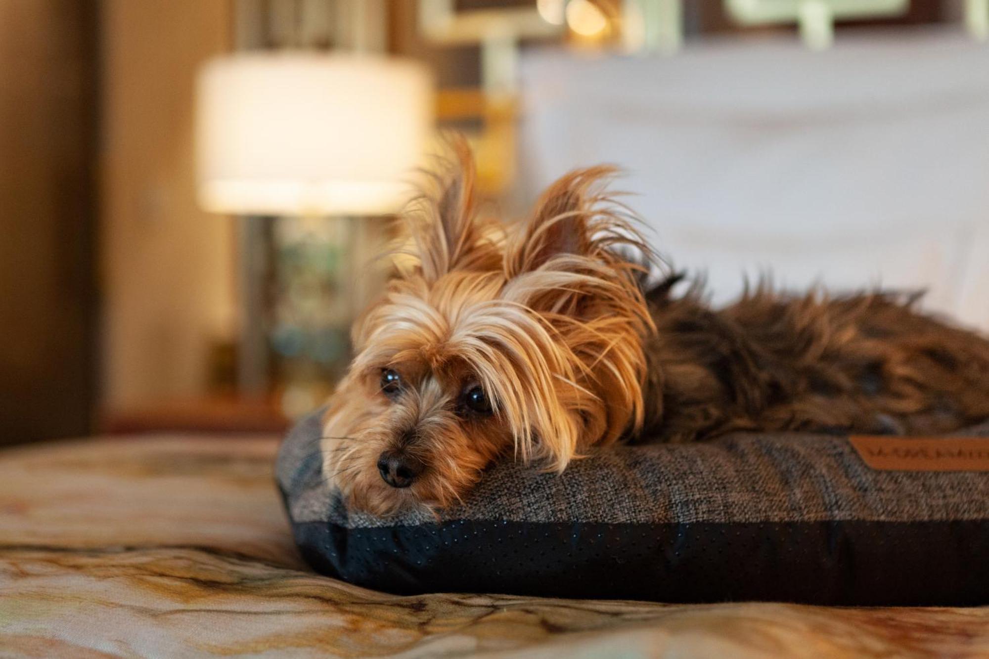 Wine & Books Lisboa Hotel Exterior foto A Yorkshire Terrier